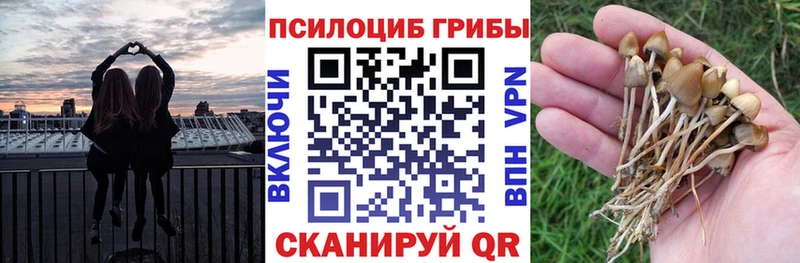 omg зеркало  цена наркотик  Кирсанов  Псилоцибиновые грибы GOLDEN TEACHER 